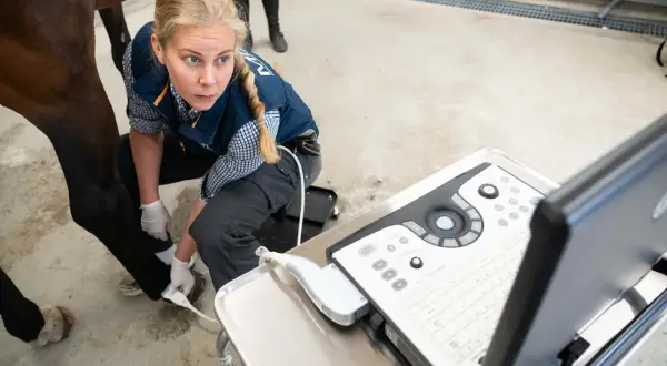 Veterinär utför endoskopiskt ultraljud på en häst.