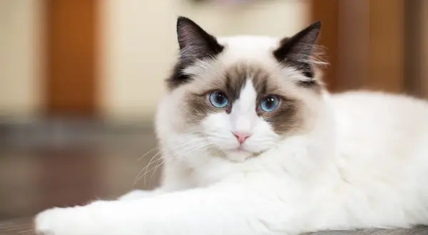 Uroczy kot rasy Ragdoll z niebieskimi oczami, idealny kot dla dzieci, leży na podłodze.