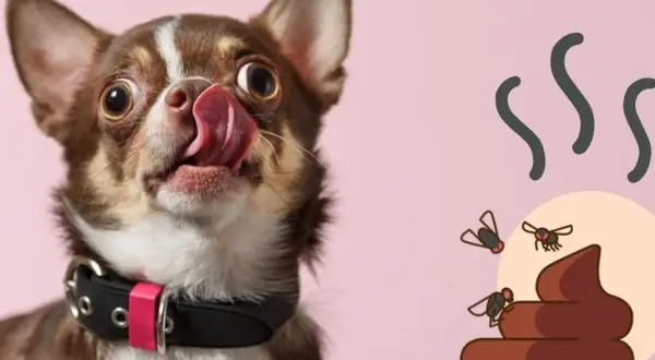 Chihuahua con la lengua afuera, lamiéndose los labios, junto a una pila de excremento con moscas. ¡Qué asco!