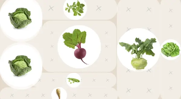 Rote Bete, Kohlrabi und Kohlköpfe als Nachbarn im Gemüsebeet. Daneben Erbsen, Petersilienwurzel und Kräuter.