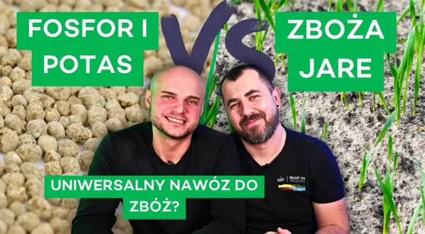 Jaki nawóz pod mieszankę zbożową – uniknij błędów w uprawie