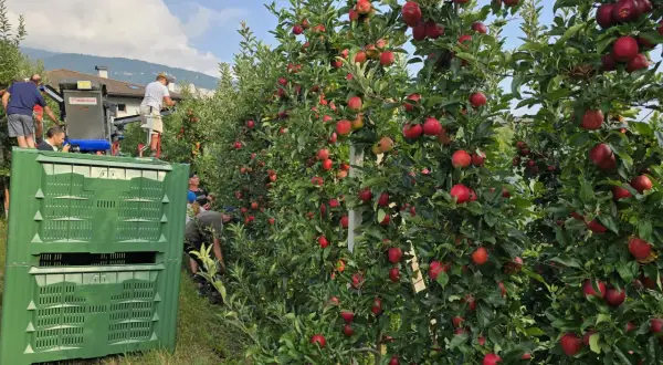 Raccolta di mele Melinda in Trentino. L'immagine mostra alberi carichi di frutti rossi e lavoratori intenti alla raccolta, con casse verdi pronte a contenere le mele.
