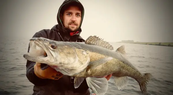 Ein Angler hält stolz einen großen Zander, der aus seinem natürlichen Lebensraum, einem ruhigen Gewässer, gefangen wurde.