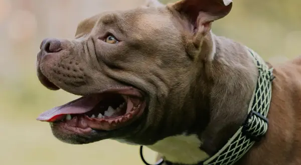 Brązowy pies rasy pitbull z otwartym pyskiem i dyszącym językiem. Czyżby dyszenie u psa bez powodu?