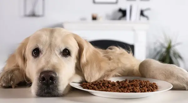 Smutny golden retriever leży obok miski z karmą, zastanawiając się, ile pies może nie jeść.