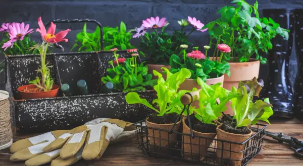 Gartengeräte und junge Pflanzen, bereit für den Frühling. Die zarten Setzlinge und Blumen sind geschützt, um sie vor **Pflanzen bei Frost** zu bewahren.