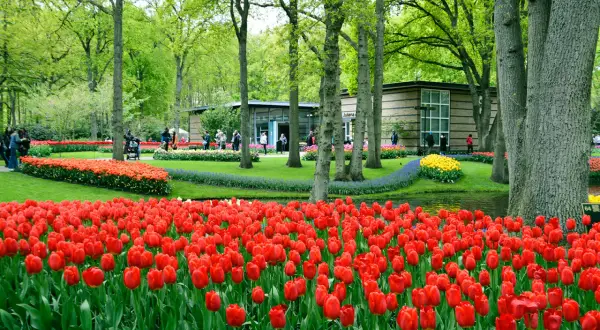 Wiosna w Keukenhof to idealny czas na podziwianie morza czerwonych tulipanów i kwitnących drzew.