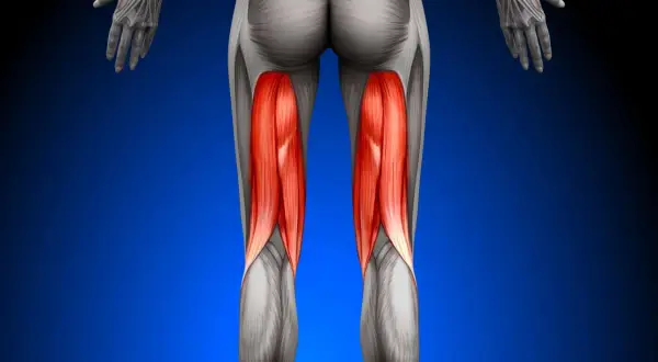 Rückansicht der Beinmuskulatur mit hervorgehobenem musculus semitendinosus.