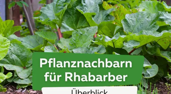 Grüner Rhabarber mit roten Stielen. Text: "Pflanznachbarn für Rhabarber". Gute Nachbarn für den Rhabarber im Garten.
