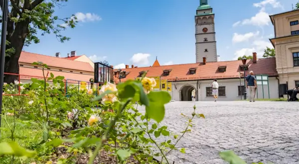 Kwiaty w pierwszym planie, w tle wieża ratuszowa i zabudowania, urokliwy zakątek żywiec i okolice.