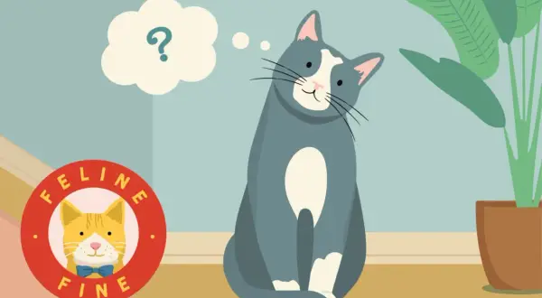 A curious cat sits, a thought bubble with a question mark above its head, pondering if cats know their names. A "Feline Fine" logo is nearby.