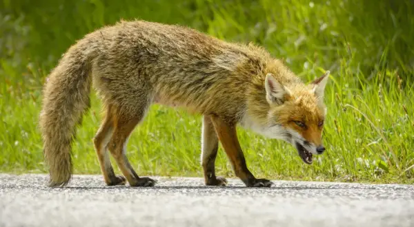 Lis z otwartym pyskiem, z widocznymi zębami, wygląda groźnie. Jego oczy błyszczą, a sierść jest nastroszona. Może to objaw wścieklizny.