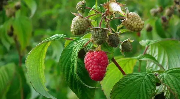 Un lampone rosso maturo spicca tra i verdi frutti acerbi e le foglie. La potatura lamponi è fondamentale per una buona raccolta.