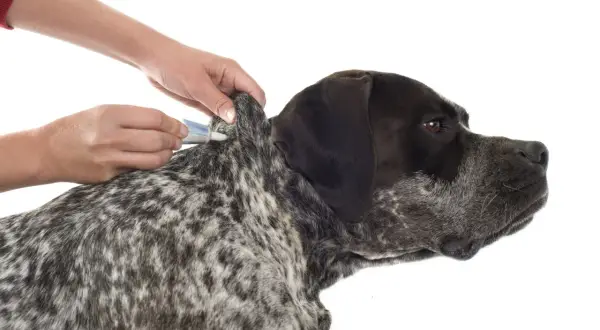 Manos aplican tratamiento antiparasitario en el cuello de un perro, evitando una garrapata mal quitada.