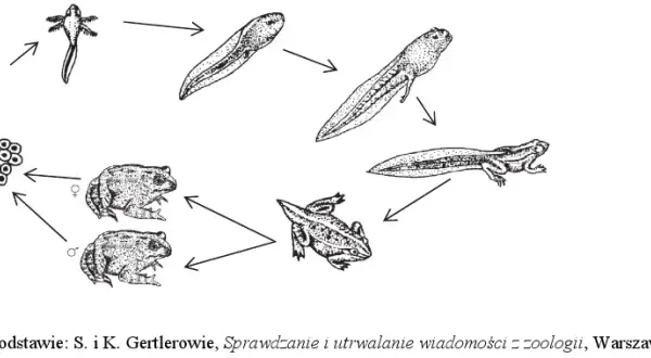 Jak rozmnażają się płazy? Odkryj fascynujące tajemnice ich cyklu życiowego