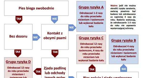 Schemat odrobaczania psów: od swobodnego biegania, przez kontakt z innymi psami, po zjadanie padliny. Określa grupy ryzyka i częstotliwość odrobaczania.