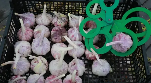 Ile można zarobić z 1 ha czosnku? Zaskakujące fakty o zyskach