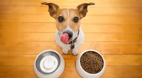 Ein süßer Hund leckt sich die Lippen vor zwei Näpfen. Einer ist leer, der andere gefüllt. Perfekt für die Darmsanierung Hund!