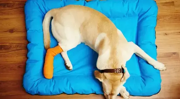 A mi perro le cuesta levantarse con las patas traseras, causas y soluciones