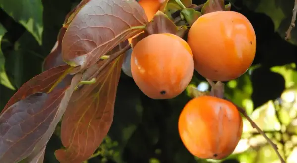 Cachi maturi e succosi pendono dai rami, pronti per essere raccolti. Le foglie autunnali, con sfumature rossastre, incorniciano i frutti arancioni.