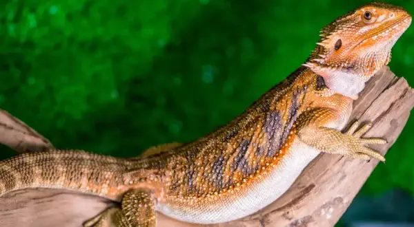 Pomarańczowa agama brodata, znana też jako co je agama brodata, siedzi na gałęzi na tle zieleni.