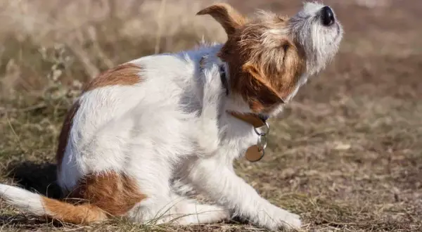 Cómo quitar pulgas de perro con vinagre: un remedio efectivo y seguro