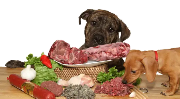 Es bueno darle carne cruda a los perros: riesgos y beneficios que debes conocer