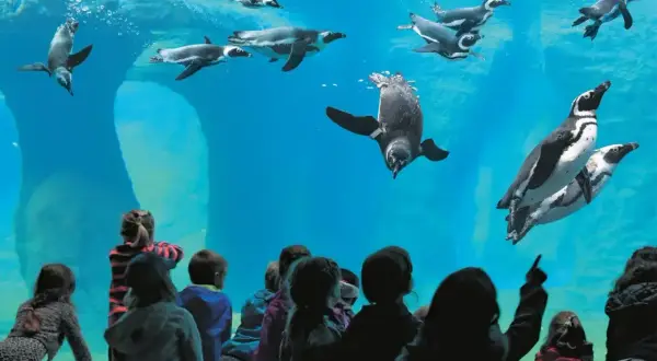 Dzieci oglądają pingwiny w największym zoo w Polsce. Ptaki pływają w akwarium, a maluchy z fascynacją obserwują ich ruchy.