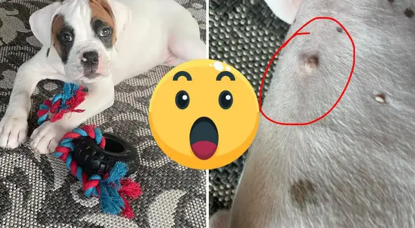 A cute boxer puppy lies with a toy, while a close-up shows a circled area, sparking curiosity: do dogs have belly buttons?