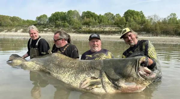 Vier Angler mit einem riesigen Wels im Wasser. Man fragt sich, wie alt wird ein Wels dieser Größe?