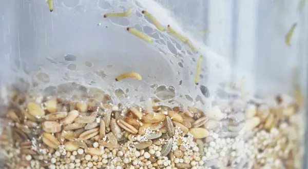 Petites larves rampent dans un nid de fils blancs au-dessus d'un mélange de grains. Un nid mite alimentaire en pleine activité.