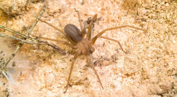 Une araignée de sable brune, aux longues pattes fines, se repose sur un sol sablonneux parsemé de brindilles et de toiles.