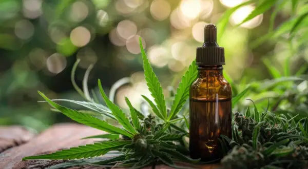 Bursztynowa buteleczka z olejkiem konopnym, otoczona liśćmi i kwiatostanami konopi. Naturalne kannabinoidy w zasięgu ręki.
