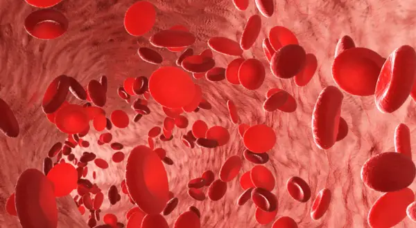 Czerwone krwinki w naczyniu krwionośnym. Niski poziom erytrocytów w ciąży może być powodem do niepokoju.