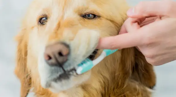 Złoty retriever dostaje czyszczenie zębów. Dobra higiena jamy ustnej to klucz do zdrowia, więc jaka pasta do zębów dla psa jest najlepsza?