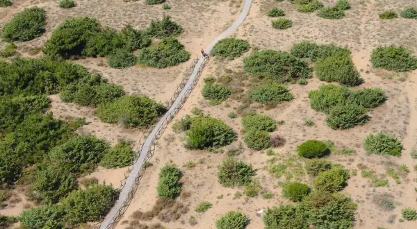 Sentiero in legno serpeggia tra la vegetazione della pineta di levante. Due persone passeggiano.