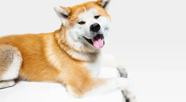 Akita Inu: Sierść czy włosy? Prawda o linieniu i alergii