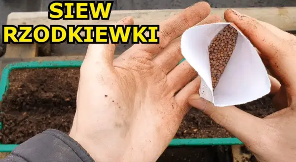 Jak siać rzodkiewkę do gruntu? Chrupiące zbiory bez błędów!