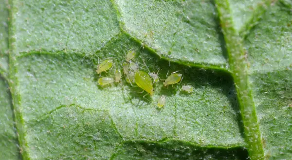 Gros plan de pucerons verts sur une feuille de pomme de terre.