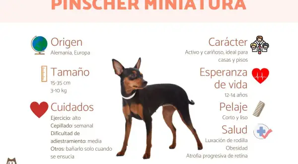 Un Pinscher Miniatura, perro de origen alemán, con pelaje corto y liso. Ideal para casas y pisos. Conoce sus cuidados y salud.