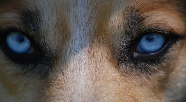 Ojos azules intensos de un perro, con pelaje marrón y blanco. Podría ser un signo de glaucoma en perros.