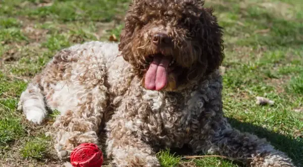 Lagotto Romagnolo: Sierść czy włos? Odkryj kluczowe różnice
