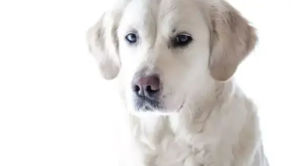 Czy Golden Retriever często choruje? Kompletny przewodnik zdrowia