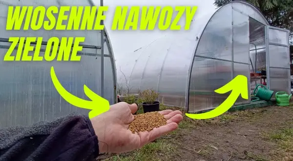 Kiedy siać gorczycę na nawóz zielony? Optymalny termin i korzyści