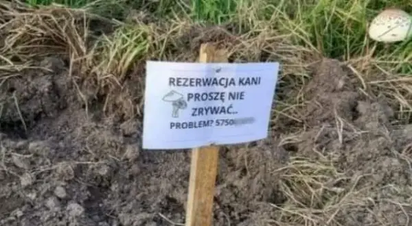Najlepsze memy o kani, które rozbawią cię do łez