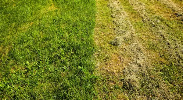 Jaki nawóz do trawy po wertykulacji, aby uzyskać gęsty trawnika?