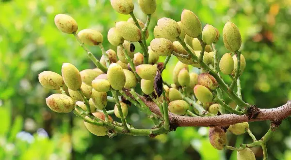 W jakim kraju rosną pistacje? Poznaj największych producentów!