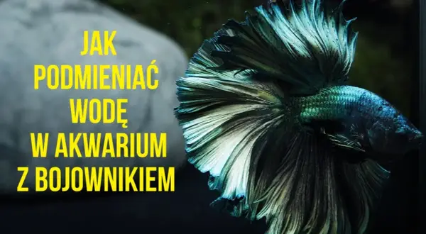 Jak podmieniać wodę w akwarium, aby uniknąć błędów i zadbać o ryby