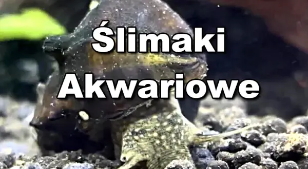 Jak rozmnażają się ślimaki w akwarium - sekrety skutecznego hodowli