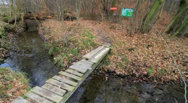 Rezerwaty przyrody na Śląsku - odkryj ich piękno i tajemnice